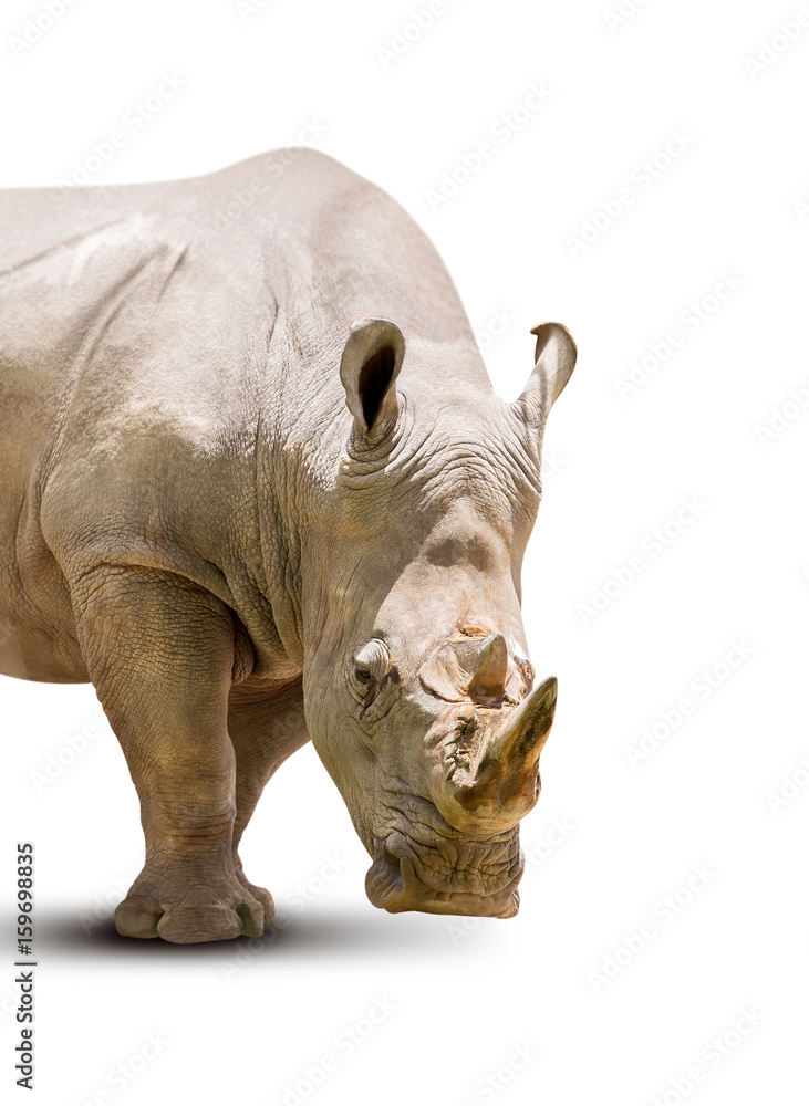 Fototapeta premium Rhinoceros isolated