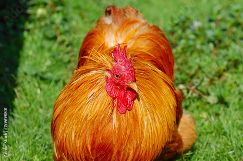 Chicken on the grass © Photo&Graphic Stock