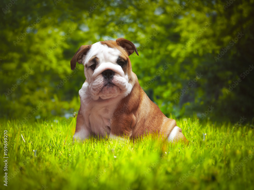 Beautiful dog in the green grass. Three-month English bulldog puppy. Portrait