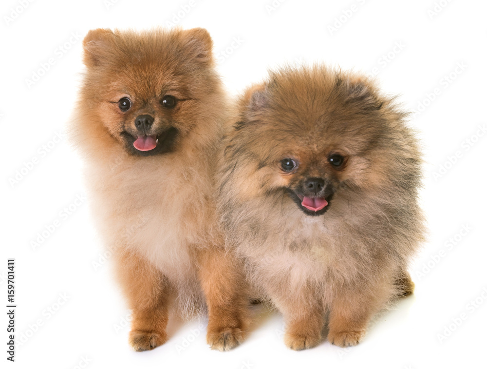 puppies pomeranian dog puppies pomeranian dog