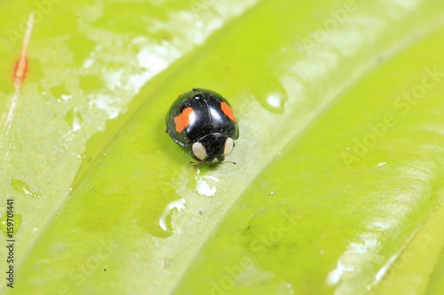 Ladybird photo