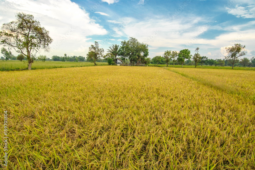 Obraz premium Green-yellow rice field during rainy season Southeast Asia, Thailand, Laos, Vietnam, Cambodia, Burma 