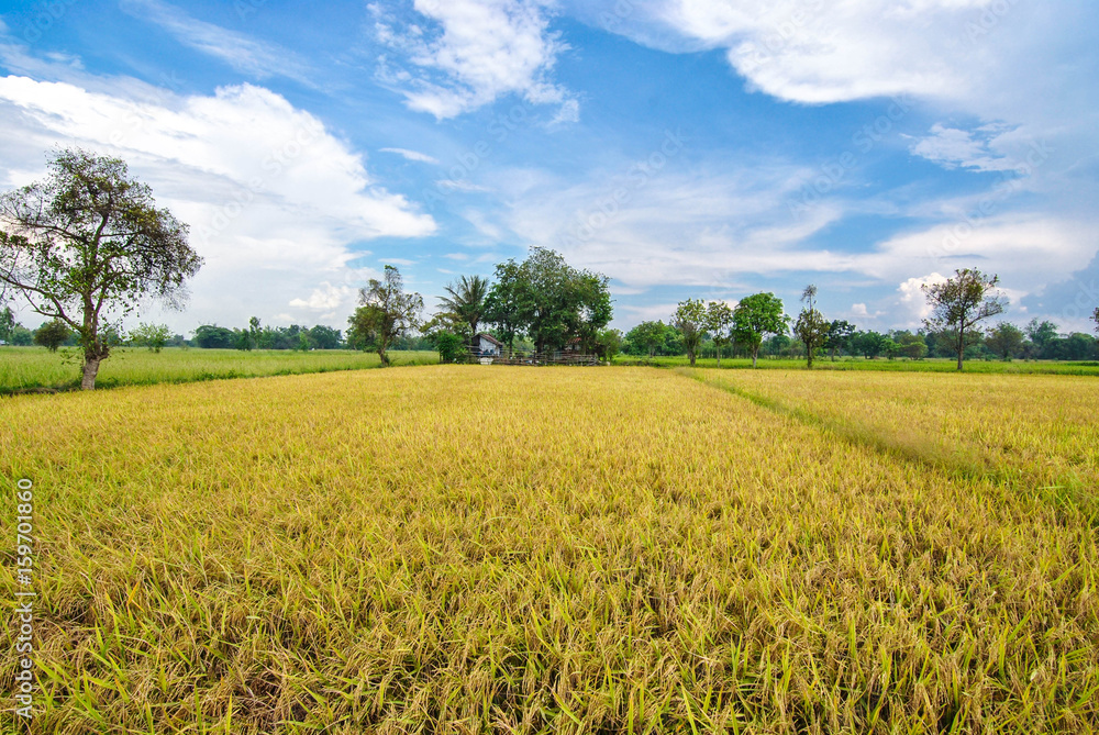 Green-yellow rice field during rainy season Southeast Asia, Thailand, Laos, Vietnam, Cambodia, Burma
