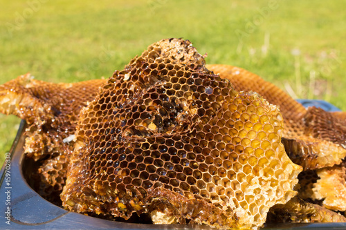 Bienen, Honig wabe, Honigwabe, imker, Honig, wild, Bienenwachs, Bienen Wachs