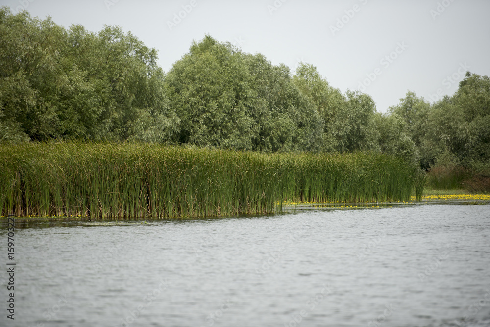 Landscape with waterline, birds, reeds and vegetation in Danube Delta, Romania