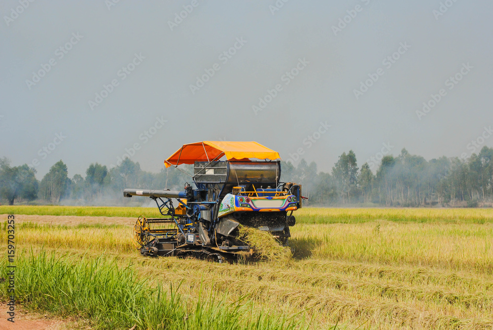 Fototapeta premium Rice harvesting in Southeast Asia