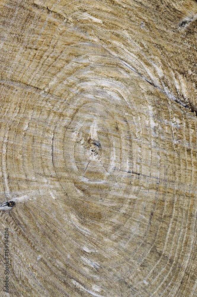 Naklejka premium Wooden cut texture, tree rings