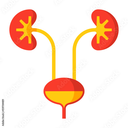 Urology medical icon with kidney and urinary bladder, vector illustration in flat style
