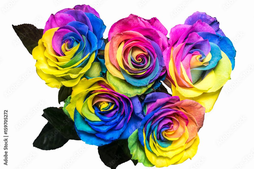 Fototapeta premium Beautiful multicolor rose flower isolated on white background