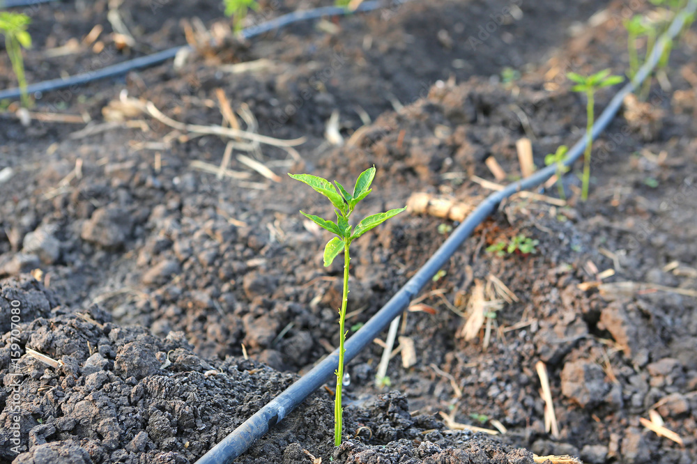 Young chili plant in the farm with Self-compensating dripper irrigation used in agriculture. Young chili plant in the farm with Self-compensating dripper irrigation used in agriculture.
