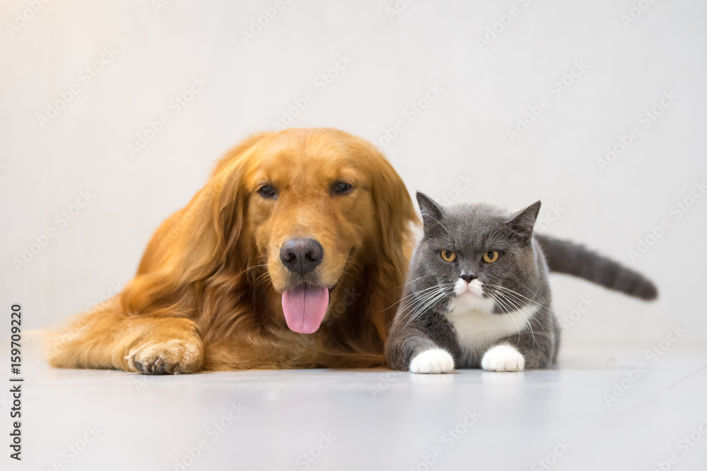 British shorthair cats and Golden Retriever