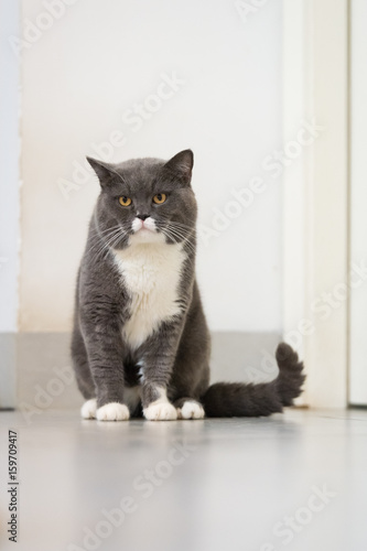 The gray British Shorthair cat
