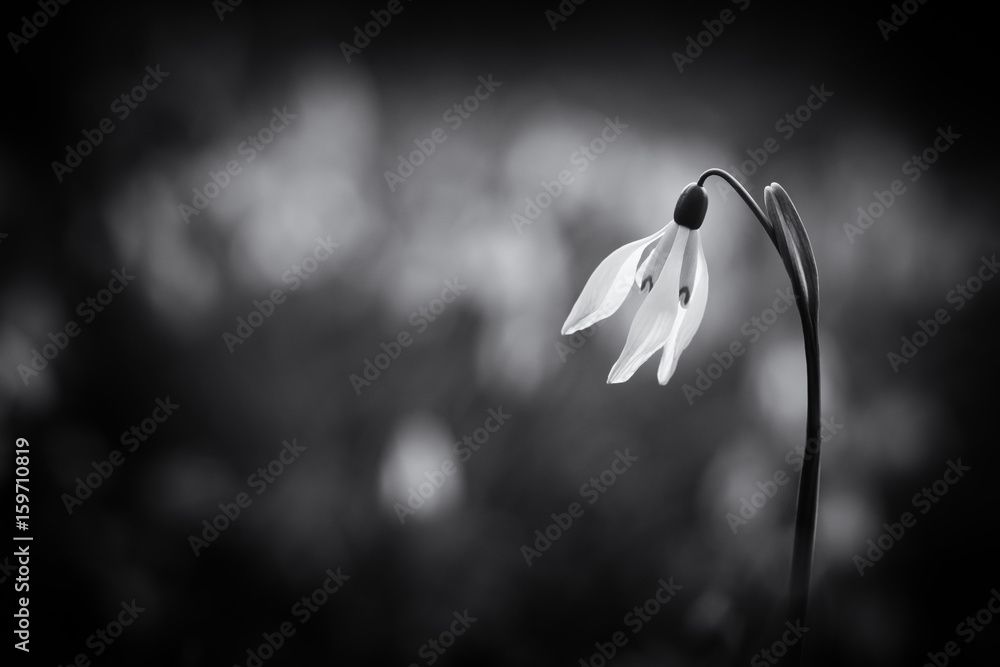 Snowdrops spring flower