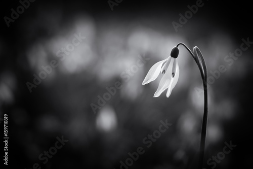 Obraz na płótnie Snowdrops spring flower w salonie