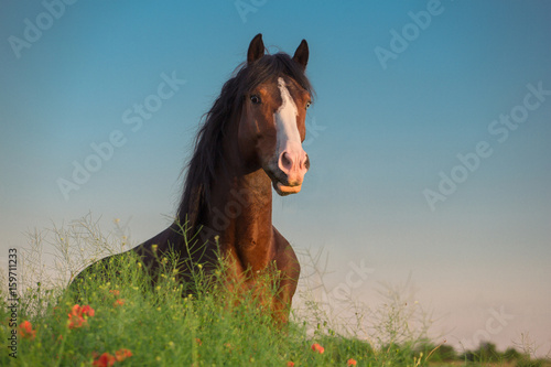 Bay horse with white line on it face in the green grass with red poppies on blue sky background