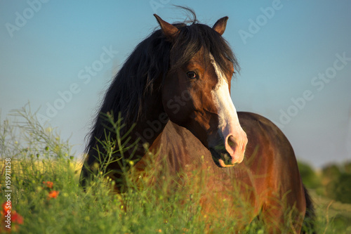 Fototapeta Naklejka Na Ścianę i Meble -  Bay horse with white line on it face in the green grass with red poppies on blue sky background