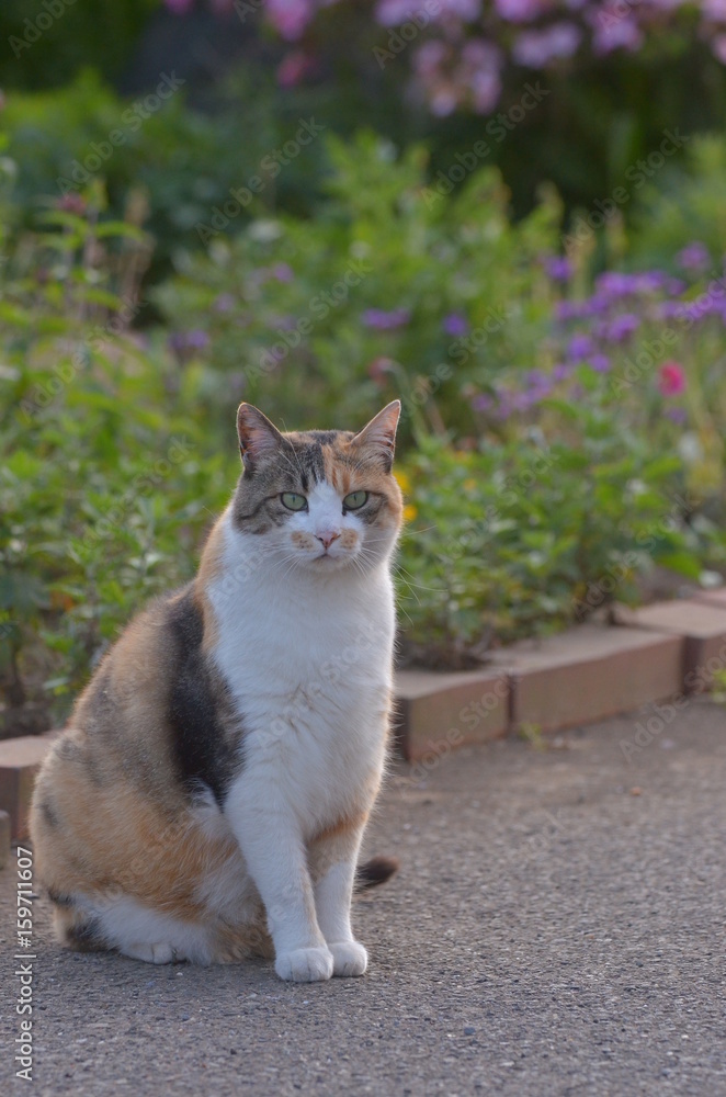 庭でくつろぐ猫