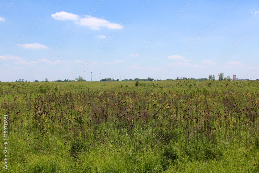 The tall weed and grass landscape of the park.