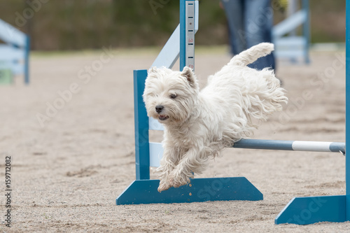 Fotografia West Highland White Terrier jumps over an agility hurdle in agility competition