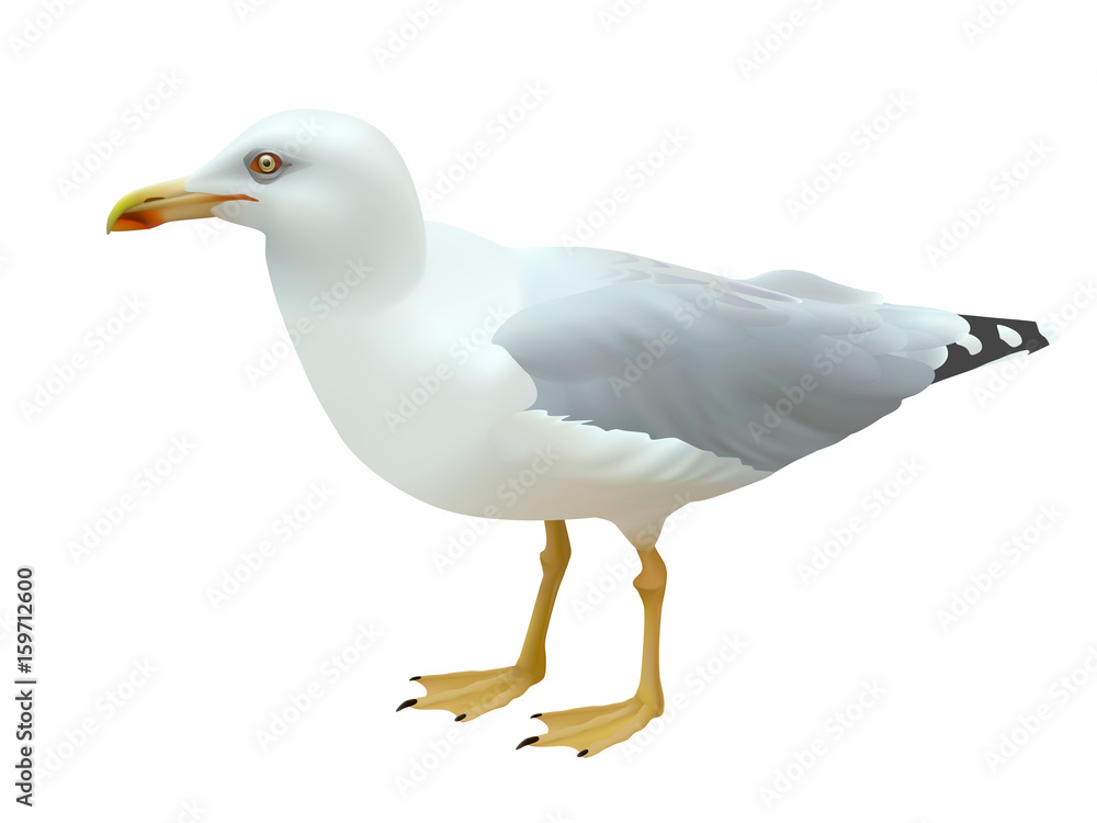 Fototapeta premium Realistic seagull (sea bird) standing on its feet on a white background
