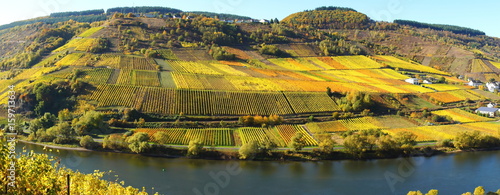 bunte Weinberge im Herbst bei Reil und Burg an der Mosel Panorama 