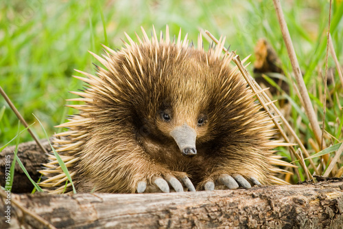 Echidna