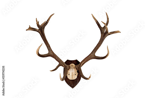 deer skull trophy isolated
