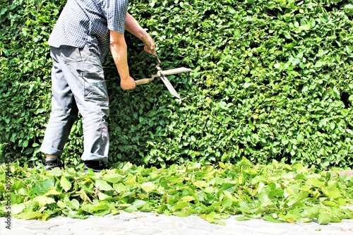 An Image of trimming a hedge