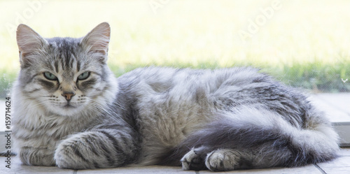 silver furry siberian cat lying in relaxing time