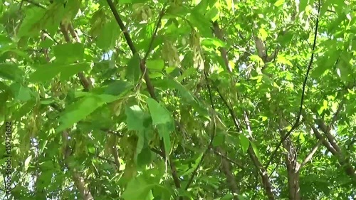 Ash Tree Flowers and fruits. Branches of fraxinus exelsior tree in the wind. Video HD Shooting of static camera. photo
