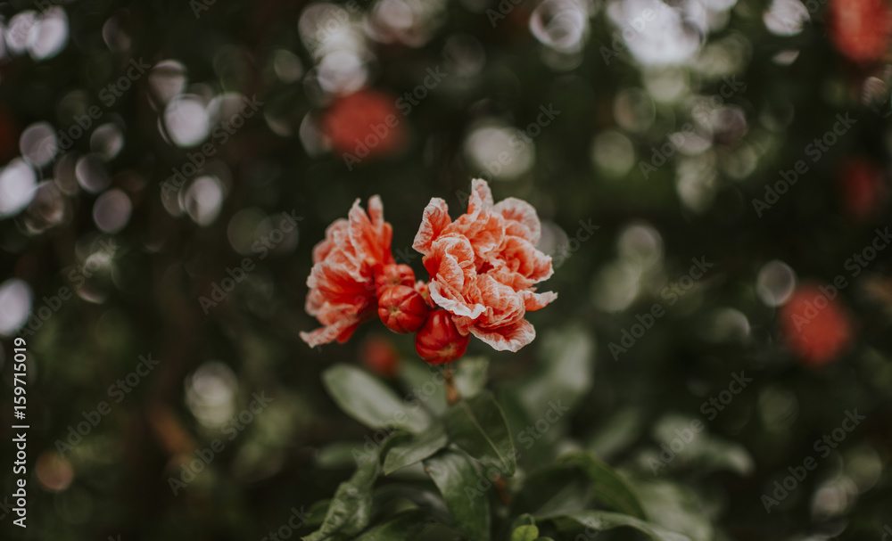 Obraz premium Floral