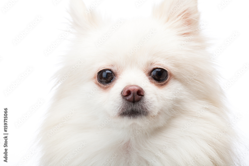 White pomeranian dog
