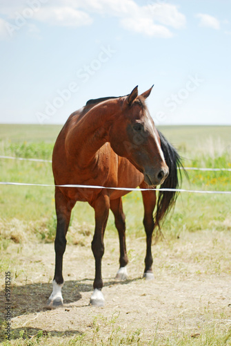 brown horse behind white wire  © Robiny