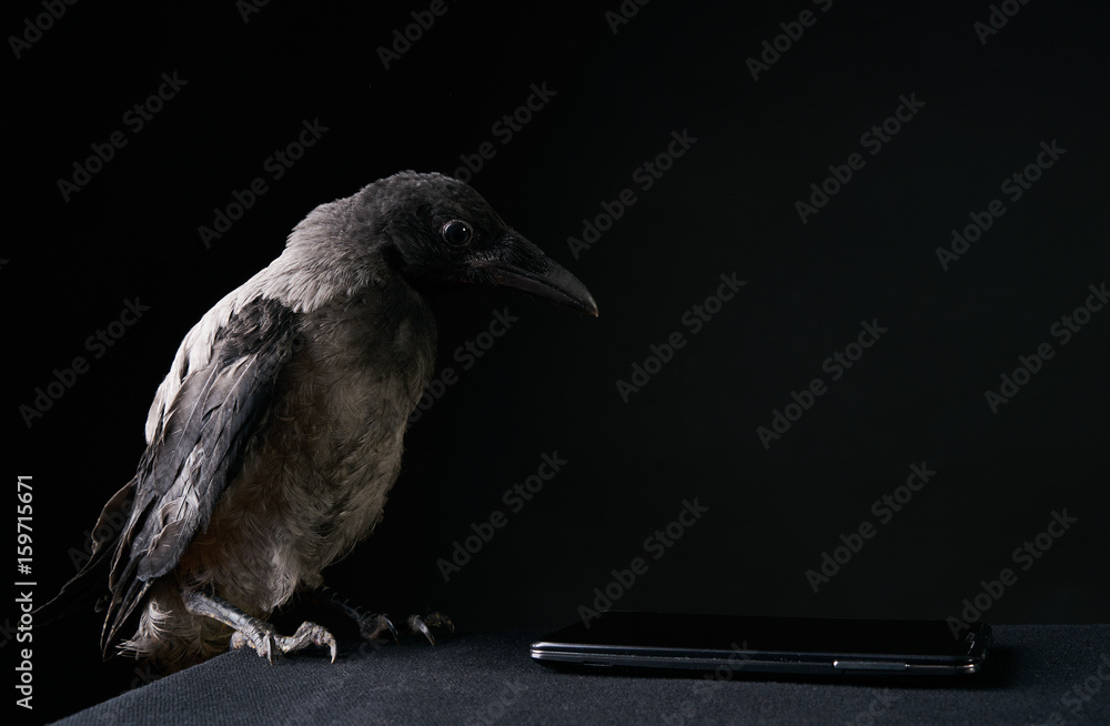 Funny young crow bird or raven using smartphone over black background.  Stock Photo | Adobe Stock