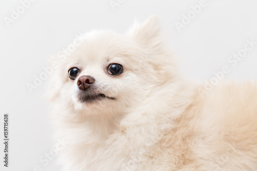 White Pomeranian dog over white background