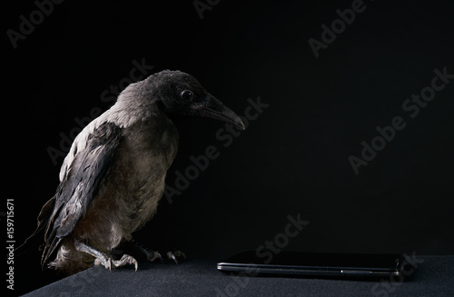 Funny young crow bird or raven using  smartphone over black background.
