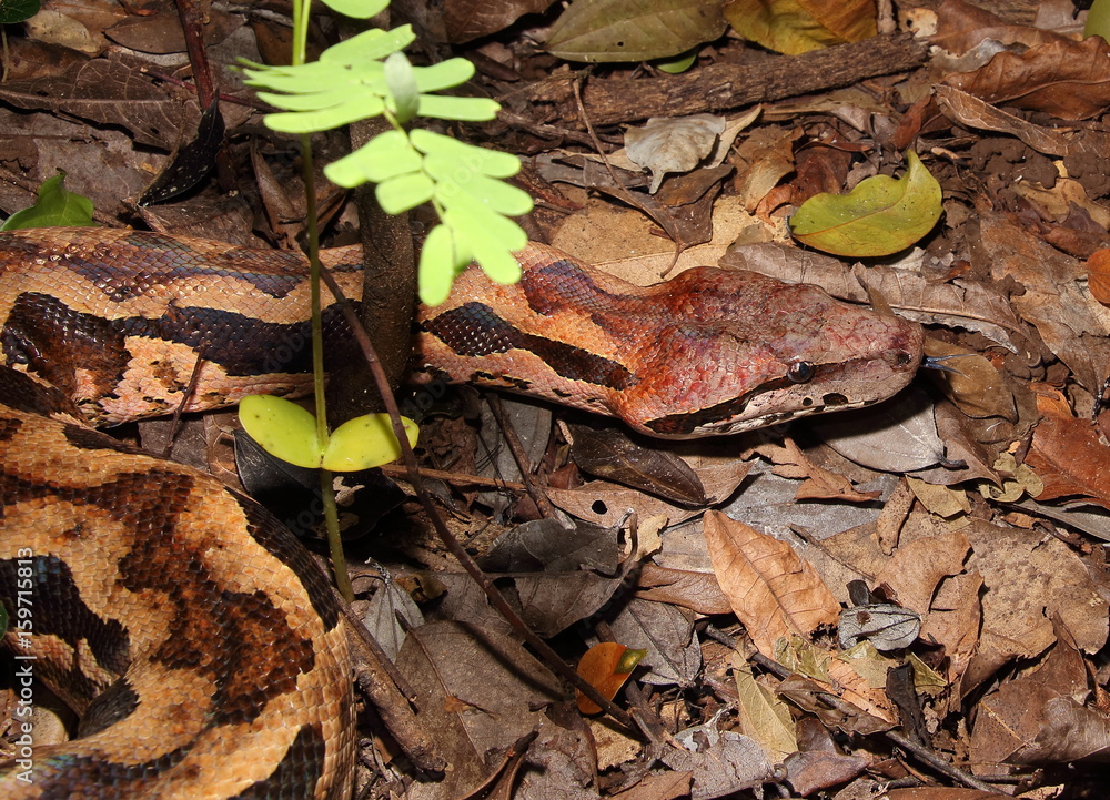 Acrantophis madagascariensis, Madagaskar Boa Acrantophis madagascariensis, Madagaskar Boa