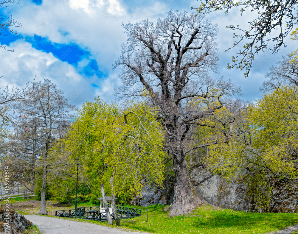 Old oak tree. Waldermarsudde, Stockholm, Sweden
