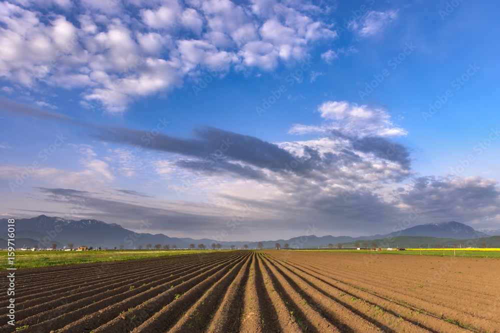 Plowed field of crops in the spring morning light, prepared to be sown, with beautiful misty mountains in the background