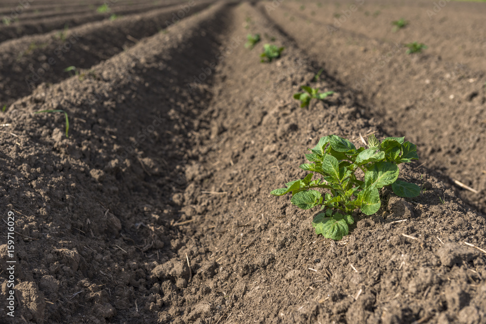Fresh plowed field of potatoes crops in the spring, with sprouts coming out from the earth Fresh plowed field of potatoes crops in the spring, with sprouts coming out from the earth