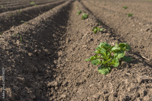 Fresh plowed field of potatoes crops in the spring, with sprouts coming out from the earth