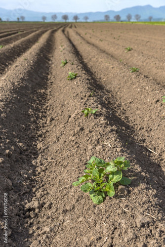 Fresh plowed field of potatoes crops in the spring, with sprouts coming out from the earth