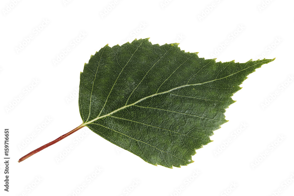 Fototapeta premium Birch leaf isolated on a white background