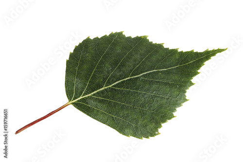 Birch leaf isolated on a white background