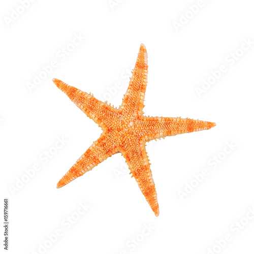 Sea starfish on a white background
