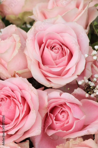 Big pink roses