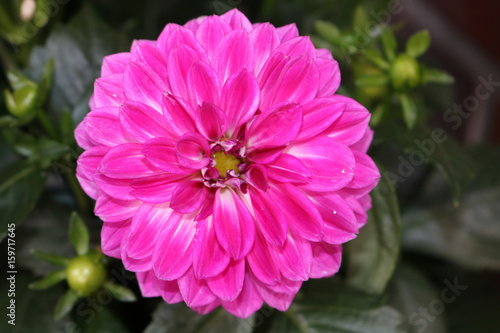 Natur Blume pink Dahlie Garten