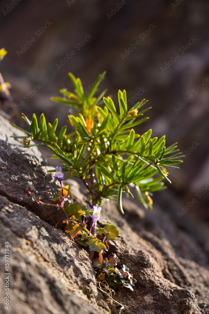 Detail Wildes Stiefmütterchen und Baum auf Fels