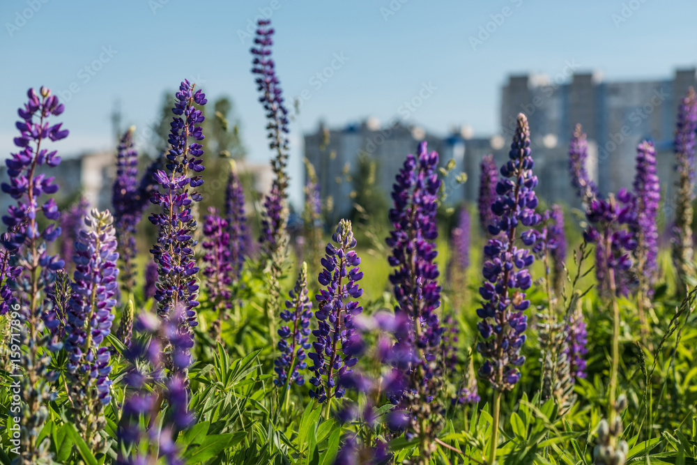 Obraz premium Wild flower garden with lupine field