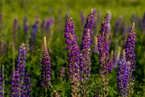 Closeup of a lupine field